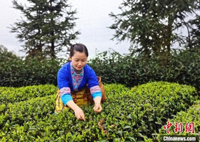 开云官方旅游攻略旅游图片400张走进中国乡村）广西侗寨茶园里