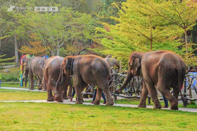 开云官方旅游网官网首页旅游攻略西双版纳旅游视频独有的异国风情