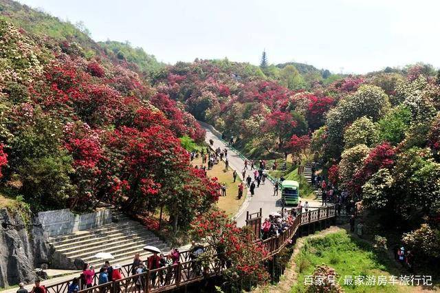 开云官方旅游攻略旅游图文攻略模板贵州百里杜鹃自由行全攻略贵州